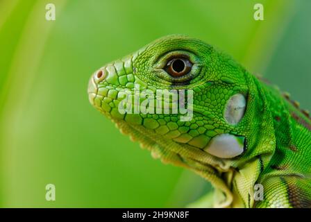 Verde Iguana in primo piano con sfondo verde. Biodiversità sudamericana e brasiliana. Foto Stock