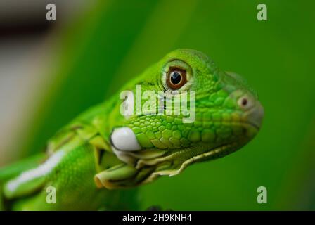 Verde Iguana in primo piano con sfondo verde. Biodiversità sudamericana e brasiliana. Foto Stock