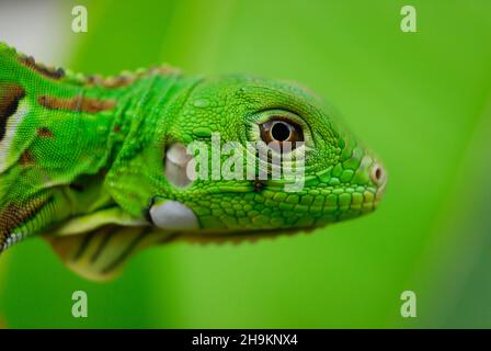 Verde Iguana in primo piano con sfondo verde. Biodiversità sudamericana e brasiliana. Foto Stock