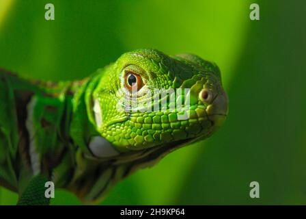 Verde Iguana in primo piano con sfondo verde. Biodiversità sudamericana e brasiliana. Foto Stock