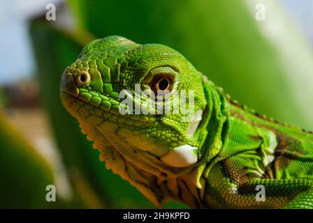 Verde Iguana in primo piano con sfondo verde. Biodiversità sudamericana e brasiliana. Foto Stock