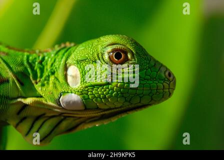 Verde Iguana in primo piano con sfondo verde. Biodiversità sudamericana e brasiliana. Foto Stock