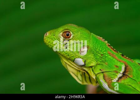 Verde Iguana in primo piano con sfondo verde. Biodiversità sudamericana e brasiliana. Foto Stock