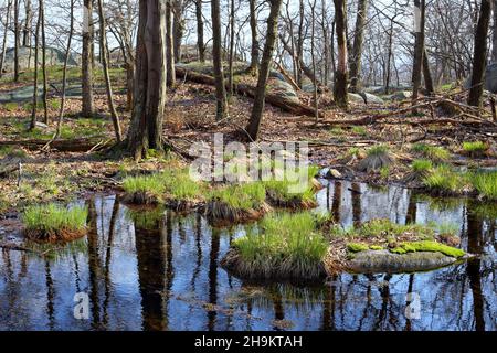 Un'area umida con creste, erba e muschio che crescono su rocce all'interno di una foresta nel Parco Statale Hudson Highlands, New York. Foto Stock