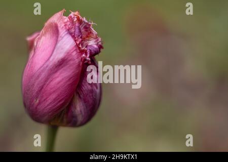 Sfondo di primavera verde sfocato con un fiore di tulipano con frange rosa. Foto Stock