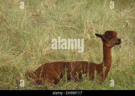 Nell'erba si trova un'alpaca marrone. Il lama di montagna, visto dal lato. Foto Stock