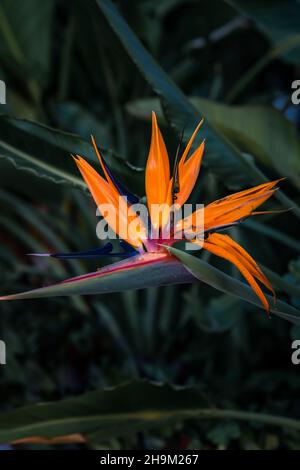 Strelitzia Nicolai - Strelitzia reginae, uccello del paradiso fiore su sfondo verde, fiore esotico fiori tropicali, Copia spazio. Foto Stock