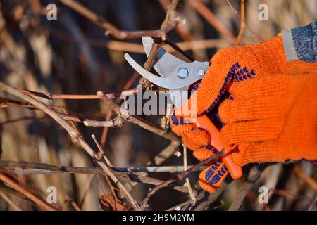 Primo piano di mani che fanno la potatura autunnale di cespugli d'uva, giardiniere in guanti con potatrice da giardino. Foto Stock