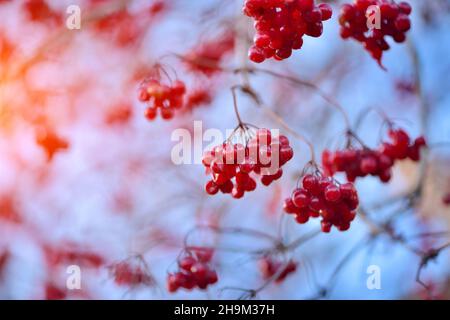 Viburnum ordinario. Viburnum rami con bacche rosse contro un cielo blu a fine autunno in una giornata di sole. Foto Stock
