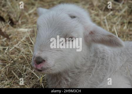 La testa di un agnello che guarda direttamente nella macchina fotografica. Foto Stock