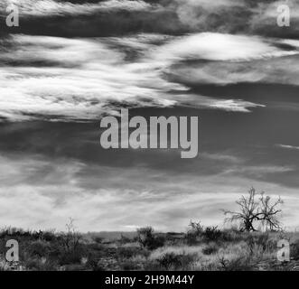 Foto in scala di grigi del deserto dell'Arizona in una giornata di sole Foto Stock