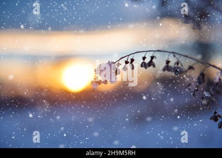 Ramo secco coperto di neve di una pianta su uno sfondo sfocato del tramonto. Sfondo invernale. Foto Stock