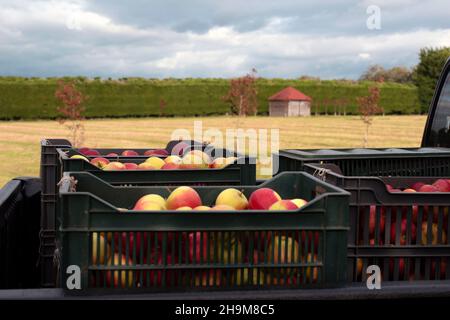 Casi di mele gialle e rosse raccolte in un'azienda Foto Stock