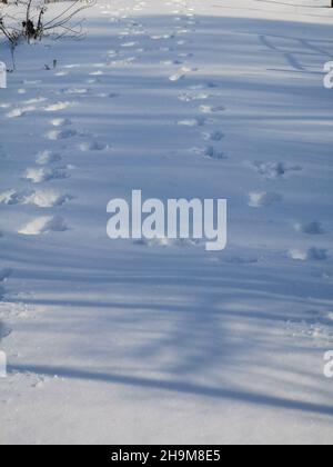 Impronte umane su neve bianca e pulita. Sentiero battuto attraverso un campo innevato. Tracce di impronte. Stagione invernale. Passeggiata invernale nella neve. Lonelin