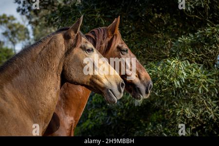 Cavalli carini, insieme su pascolo. Foto Stock