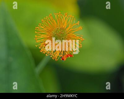 Fiore singolo esaurito di arancio nano avens / rosso avens (Geum coccineum) con piccolo residuo di petalo rosso e molti giallo brillante Stamens Cumbria, Inghilterra, UK Foto Stock