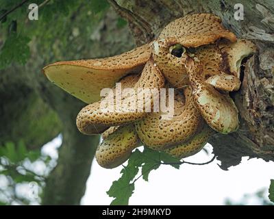 Grandi corpi fruttanti contorti la sella di Dryad (Polyporus squamosus) staffa fungo che cresce su morto Sycamore Acer pseudoplatanus -Cumbria, Inghilterra, UK Foto Stock