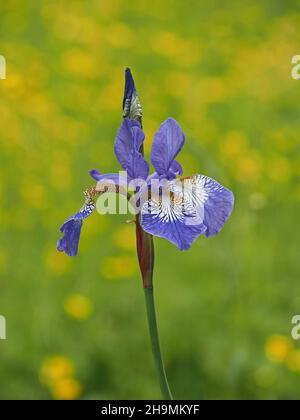 Bandiera siberiana iris, Iris sibirica su sfondo verde e giallo di erba e farfalle coltivate in un giardino in Cumbria, Inghilterra, Regno Unito Foto Stock