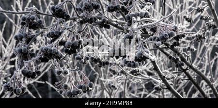 Grappoli di bacca nera su un albero coperto di neve Foto Stock