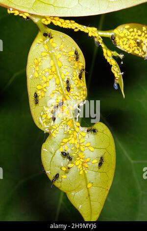 San Valentino Ants, Crematogaster laeviceps, allevamento Afidi gialli anche chiamato Milkweed afidi, Aphis nerii. Vedere di seguito per la descrizione del comportamento. Foto Stock