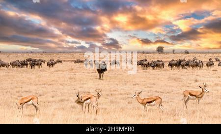 Un gruppo di antilopi springbok (Antidorcas marsupialis) sta in una linea attraverso il primo piano, mentre un gregge di wildebeest (Connochaetes) gregge dietro. Foto Stock