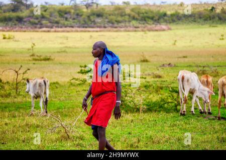 Masai Mara, Kenya - 25 settembre 2013. Un membro della tribù dei Maasai, vestito con abiti rossi tradizionali, tende il suo bestiame domestico che sta pascolare Foto Stock