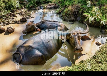 Una madre carabao (Bubalus bubalis), una specie di bufalo d'acqua, e il suo vitello che si alleva in acqua fangosa nelle Filippine. Foto Stock