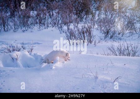 Una volpe artica adulta (Vulpes lagopus) che lascia la sua nevosa, nascosta presto in una fredda mattina invernale vicino Churchill, Manitoba, Canada. Foto Stock