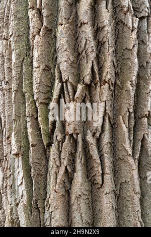 Corteccia di cottonwood orientale (Populus deltoides), e USA, di Dominique Braud/Dembinsky Photo Assoc Foto Stock