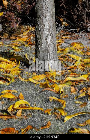 foglie gialle – foglie gialle autunnali separate nell'erba su sfondo grigio (frutteto autunnale) Foto Stock