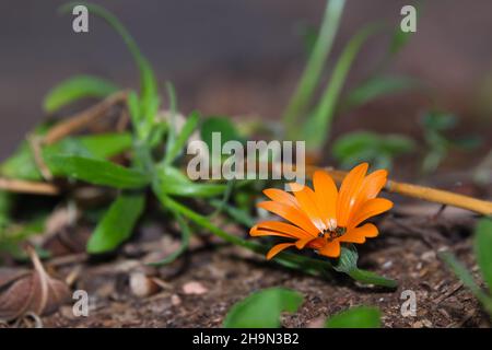 Capo Marigold Daisy Flower in Bloom (Dimorphotheca sinuata) Foto Stock