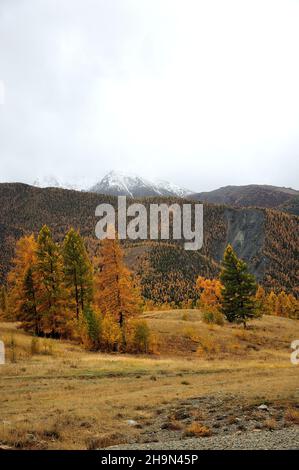 Diversi alti pini verdi e larici, ingialliti dall'autunno, si erigono sul bordo della steppa del deserto ai piedi di un'alta montagna con una cima nel Foto Stock