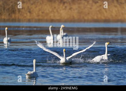 Pechino, Cina. 7th Dic 2021. Cigni sono raffigurati sul fiume Qingshui nel distretto Miyun di Pechino, capitale della Cina, 7 dicembre 2021. Credit: Chen Yehua/Xinhua/Alamy Live News Foto Stock