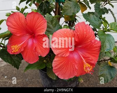 Due grandi fiori rossi di ibisco su sfondo sfocato di foglie verdi -03 Foto Stock