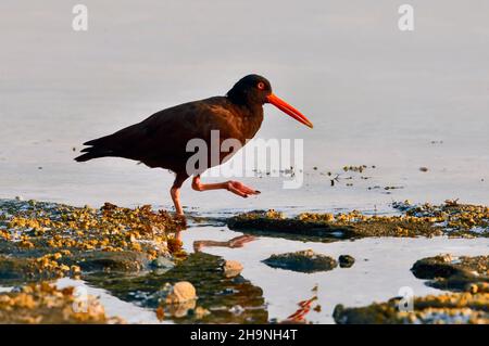 Un uccello del catcher dell'ostrica nera (Haematopus bachmani) nella luce di primo mattino che foraging lungo la costa dell'isola di Vancouver British Columbia Canada. Foto Stock