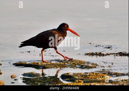 Un uccello del catcher dell'ostrica nera (Haematopus bachmani) nella luce di primo mattino che foraging lungo la costa dell'isola di Vancouver British Columbia Canada. Foto Stock