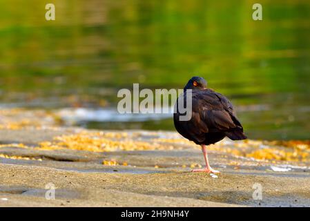 Un uccello Oyster-Catcher Nero (Haematopus bachmani) che dorme alla luce del mattino presto lungo la costa dell'Isola di Vancouver British Columbia Canada. Foto Stock