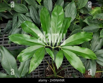 La brillante foglia verde a forma di stella di Philodendron Goeldii, una casalinga tropicale Foto Stock