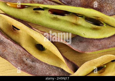 Sfondo isolato, maturo Cootamundra Wattle (Acacia baileyana) semi e baccelli, pianta nativa australiana Foto Stock