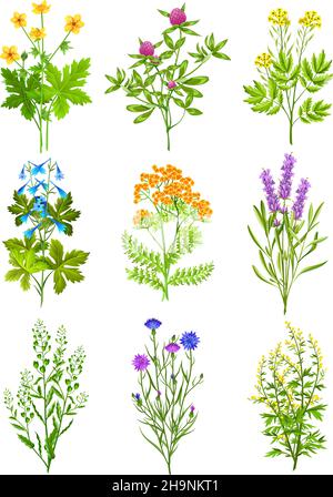 Raccolta di erbe selvatiche isolati elementi decorativi colorati su bianco sfondo con illustrazione vettoriale del trifoglio di salvia di cicoria tansy Illustrazione Vettoriale