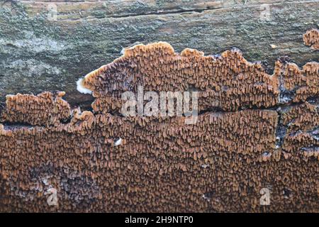 Serpula himantioides, un fungo di marciume secco resupin dalla Finlandia, nessun nome comune inglese Foto Stock