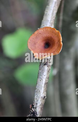 Polyporus tubaeformis, un fungo poliporo della Finlandia, nessun nome comune inglese Foto Stock