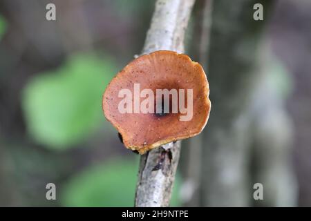 Polyporus tubaeformis, un fungo poliporo della Finlandia, nessun nome comune inglese Foto Stock