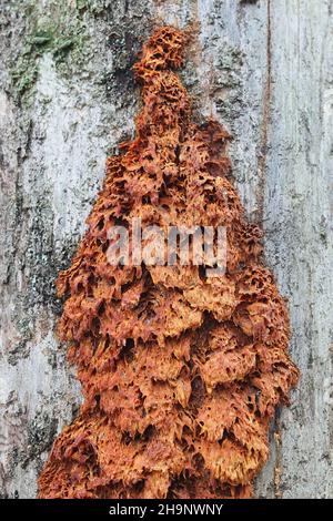 Pycnoporellus alboluteus, comunemente noto come il polipo spugna arancione, fungo selvatico dalla Finlandia Foto Stock