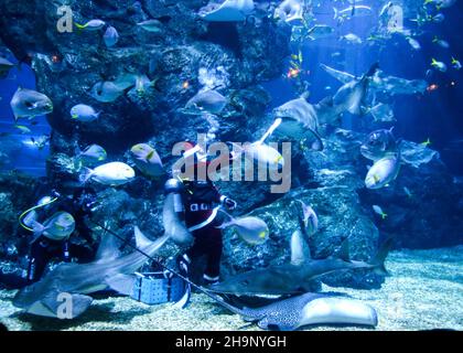 Bangkok, Tailandia. 08th Dic 2021. Un subacqueo vestito in abito Babbo Natale nutre squali e pesci all'acquario SEA LIFE durante la stagione natalizia. Credit: SOPA Images Limited/Alamy Live News Foto Stock