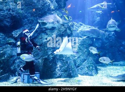 Bangkok, Tailandia. 08th Dic 2021. Un subacqueo vestito in abito Babbo Natale nutre uno squalo all'acquario SEA LIFE durante la stagione natalizia. Credit: SOPA Images Limited/Alamy Live News Foto Stock