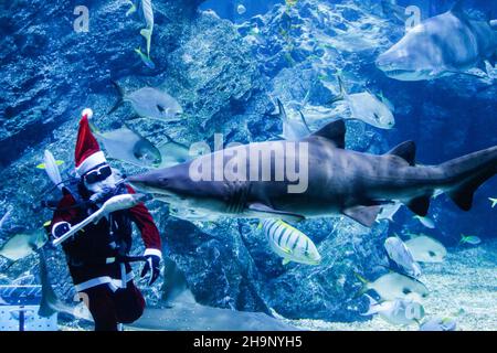 Bangkok, Tailandia. 08th Dic 2021. Un subacqueo vestito in abito Babbo Natale nutre uno squalo all'acquario SEA LIFE durante la stagione natalizia. Credit: SOPA Images Limited/Alamy Live News Foto Stock