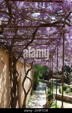 Passaggio coperto di glicine nei giardini superiori del Generalife, Palazzo dell'Alhambra, Granada, Provincia di Granada, Andalusia, Spagna, Europa occidentale. Foto Stock