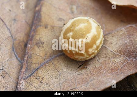 Cynips longiventris, Pea Gall Wasp a strisce, palline su foglie di quercia Foto Stock