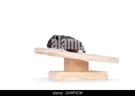 Carino criceto nero camminando sulla ruota di esercitazione a forma di piattino di legno. Isolato su sfondo bianco. Foto Stock